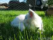 in garden